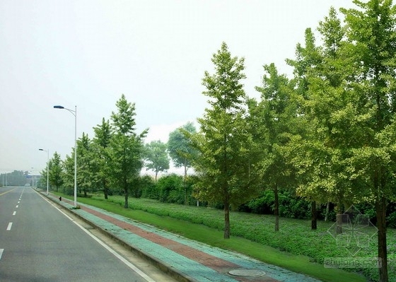 [无锡]城市主干道路绿化改造设计方案-效果图 