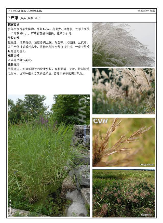 16种园林常用水生植物分类_9