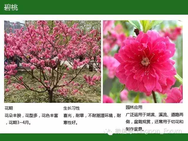 全国七大片区，常用开花植物集锦（上）_105