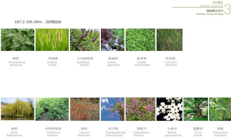 [重庆]某半岛滨江公园景观方案文本设计PDF-植物设计