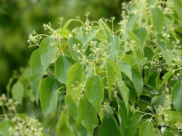 山玉兰资料下载-昆明未来要流行什么植物？