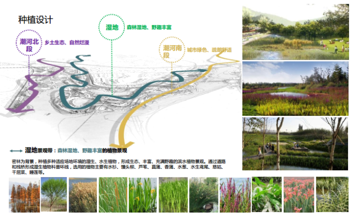 [河北]禅墨水韵生态湿地景观概念方案-种植设计