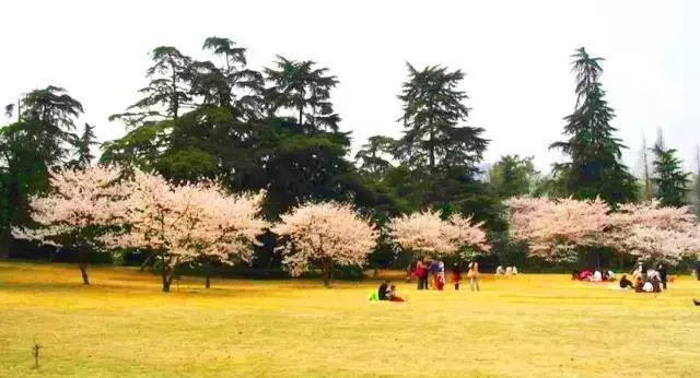 景观植物空间造景｜解析_30