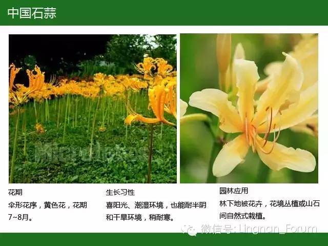 全国七大片区，常用开花植物集锦（上）_152