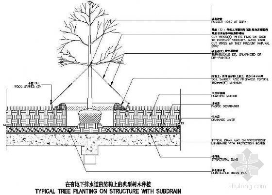 种植排水详图资料下载-在有地下排水道的结构上的典型树木种植