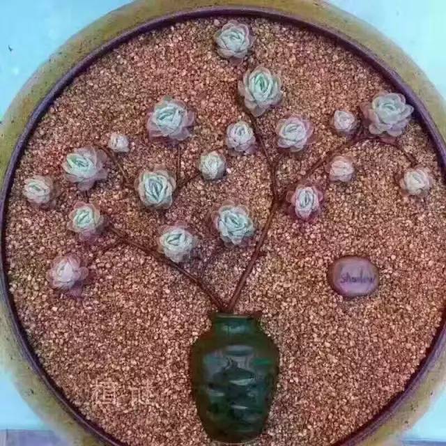 创意多肉植物资料下载-多肉，多趣。