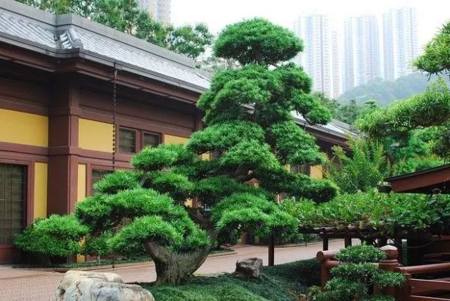 中式庭院常用主景树大全_3