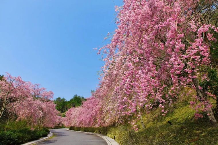 深度解读 | 桃花源致敬贝老一路走好_8