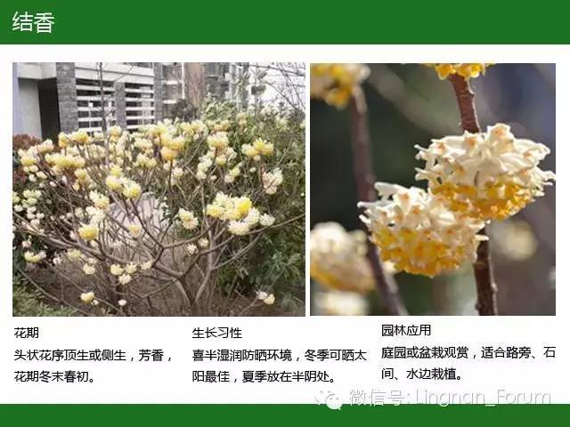 全国七大片区，常用开花植物集锦（上）_113