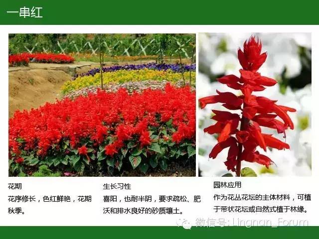 全国七大片区，常用开花植物集锦（上）_214