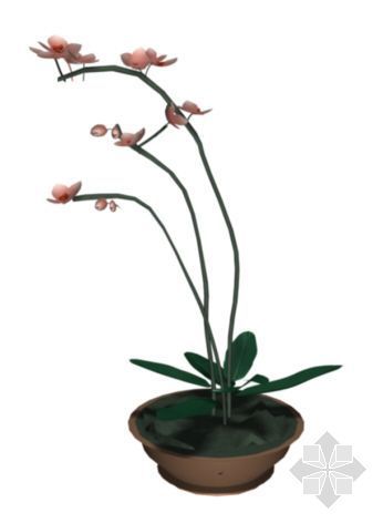 室内盆栽花卉植物资料下载-盆花04