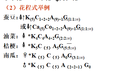 花程式解读图片