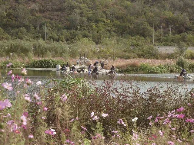 [植物配置]浅析河岸景观的生态修复_10