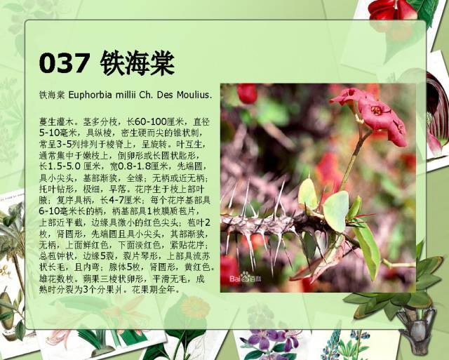 植物设计师必备：100种常见园林植物图鉴_69