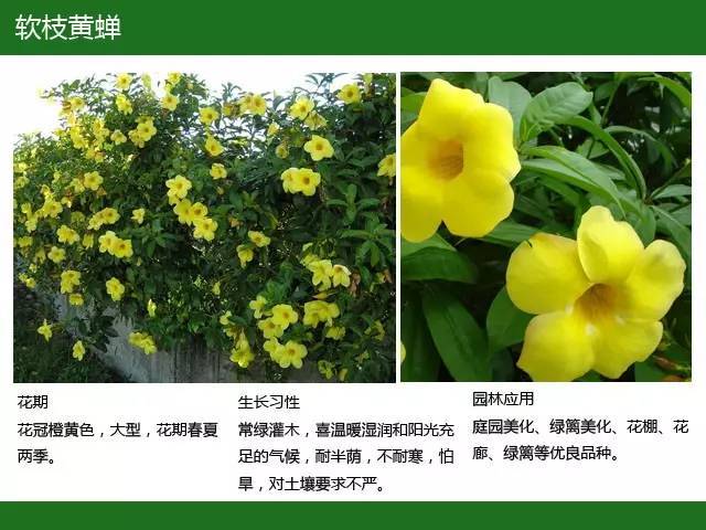 全国七大片区，常用开花植物集锦（上）_29