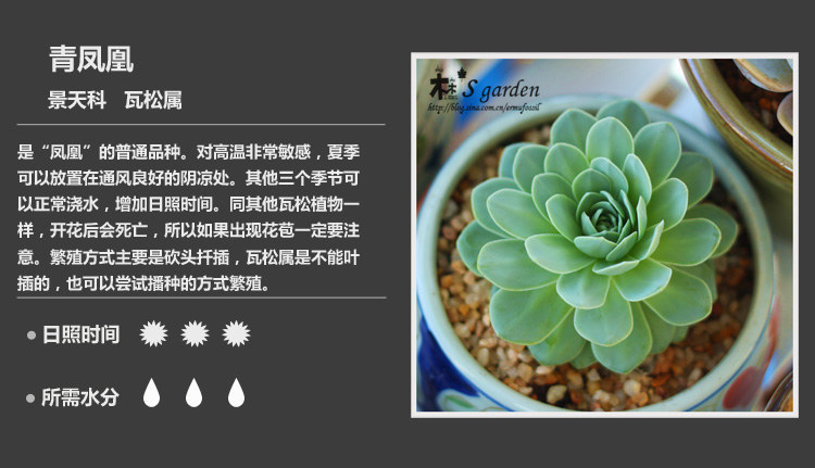 多肉植物根发黑资料下载-150多种多肉植物对照图，再也不愁叫什么名字了