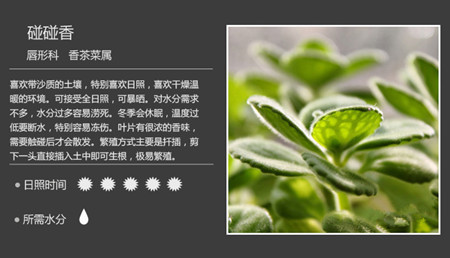 100种常见多肉植物图谱及养护方法，赶紧收藏！_45