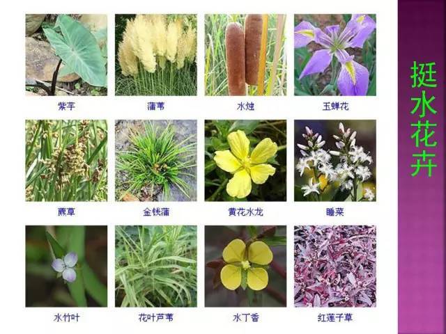 面试，对方问我植物认识几种？_118