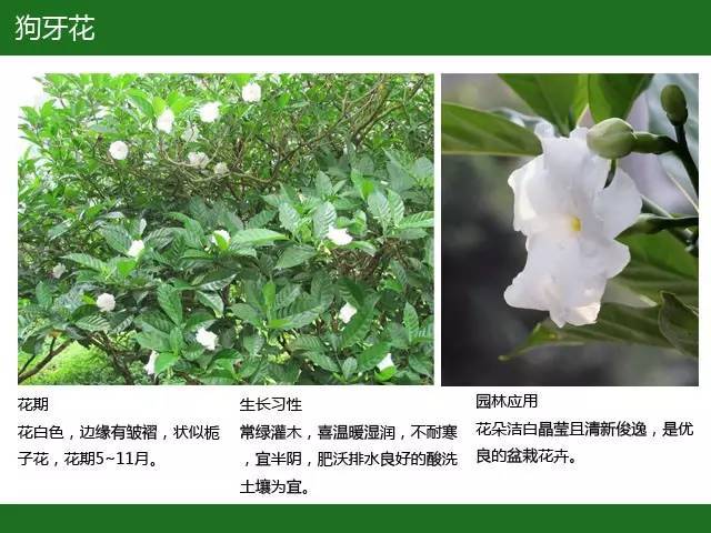 全国七大片区，常用开花植物集锦（上）_37