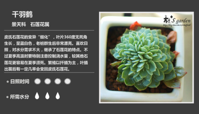 150款萌萌哒的多肉植物图鉴-新增50枚-常见多肉植物图鉴