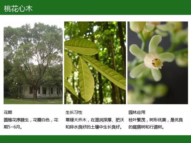 全国七大片区，常用开花植物集锦（上）_19