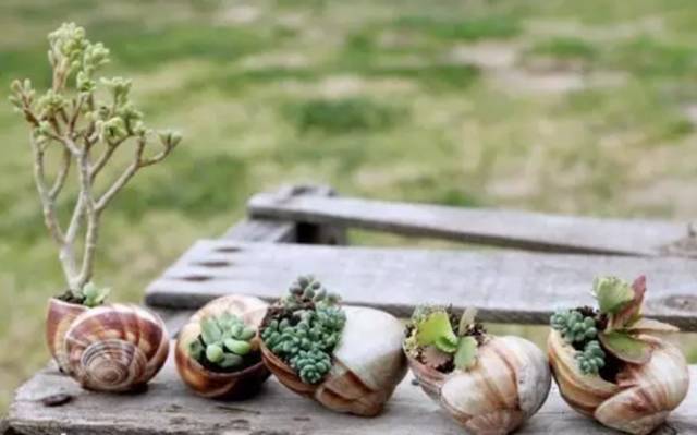 花盆cad图集资料下载-他养的花从来不买花盆，一样美爆了！