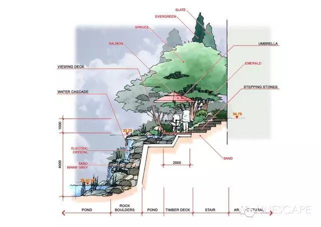 景观植物手绘是如何画出酷酷的效果？_41