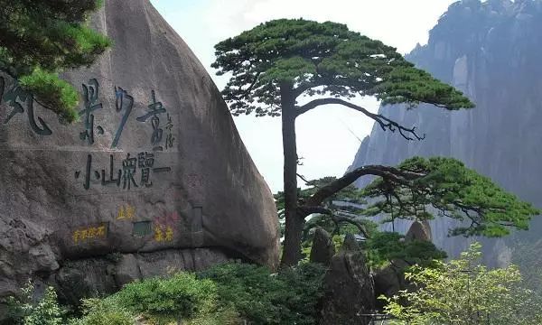 中国园林之父资料下载-中国最古老的树木，你知道几个？