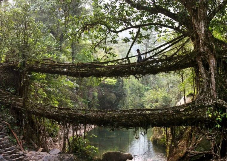 世界园艺植物风情馆资料下载-你一定没见过的活体植物建筑