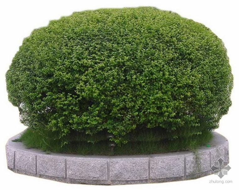 灌木植物3d模型资料下载-灌木素材