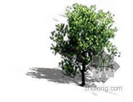 室内植物CAD素材资料下载-后期植物素材--树