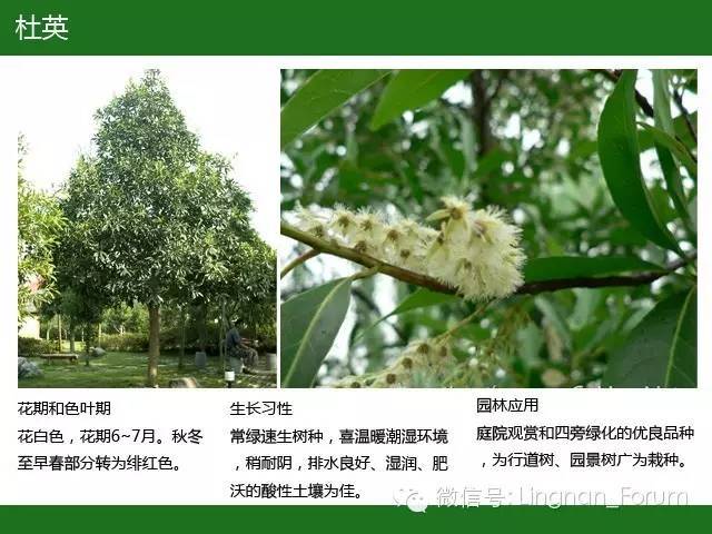 全国七大片区，常用开花植物集锦（上）_69