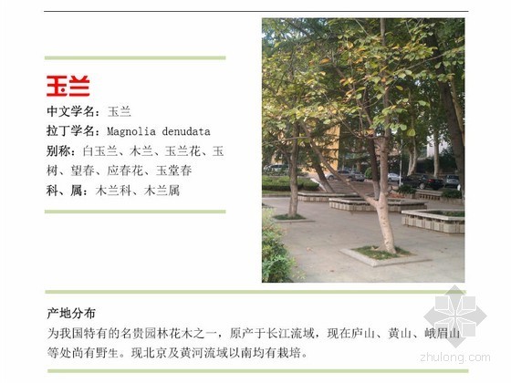 成都地区常见园林植物资料下载-武汉地区常用园林植物汇总