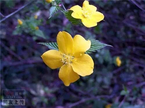 80种常见园林植物 · 景观设计师必知_13