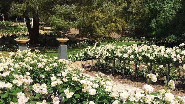 8年时间，他收集了20多国的400万朵玫瑰，送妻子一座最美私家花园_29