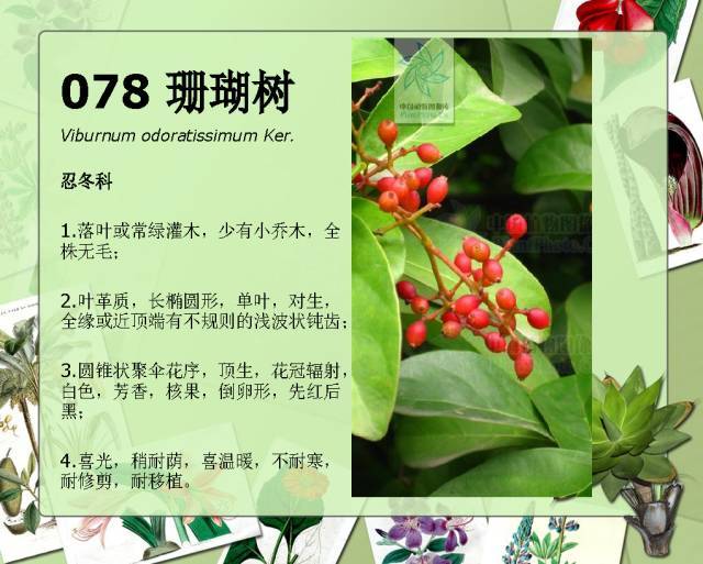 植物设计师必备：100种常见园林植物图鉴_142