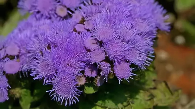 PS植物填充图案资料下载-干货|景观地被植物的选择方式