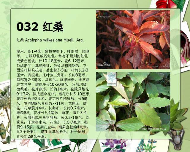 植物设计师必备：100种常见园林植物图鉴_59