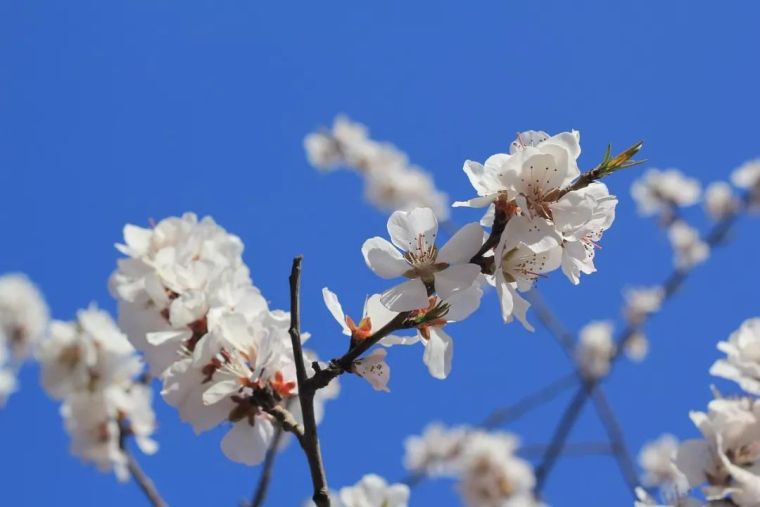 桃花树SU模型资料下载-春风十里 · 桃花如你