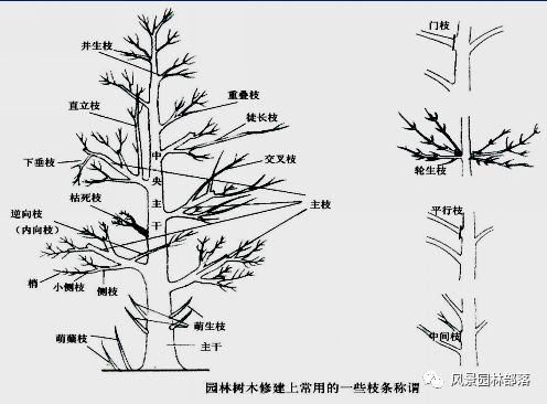 大树的组成部分结构图图片