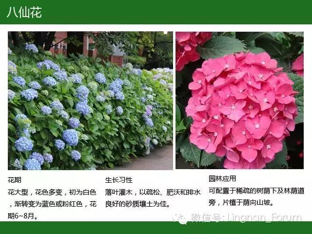 全国七大片区，常用开花植物集锦（上）_108