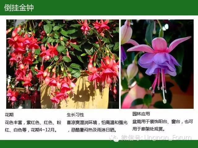 全国七大片区，常用开花植物集锦（上）_138