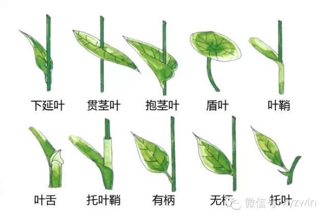 图解植物形态术语_6