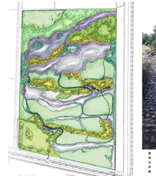 [上海]上海东滩国际湿地（第二期）景观设计方案（PDF+24页）-植物分析