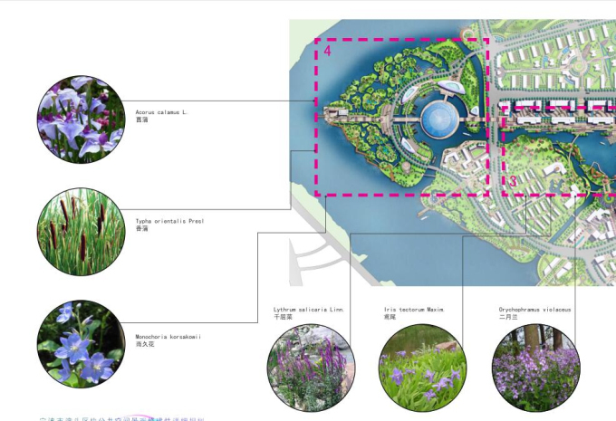 [浙江]宁波市某区块公共空间景观修建性详细规划方案设计-植物意向