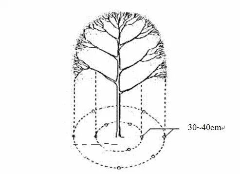 苗木栽植养护技术资料下载-干货|绿化植物养护的技术规范