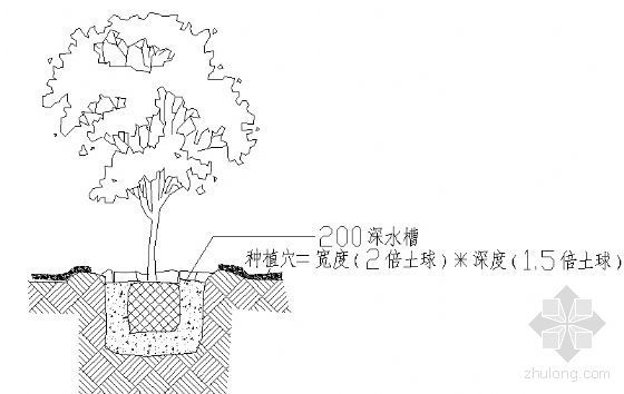 种植土屋面详图资料下载-乔木种植详图