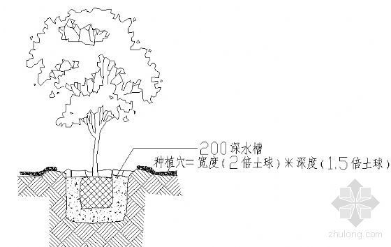 乔木种植cad资料下载-乔木种植详图