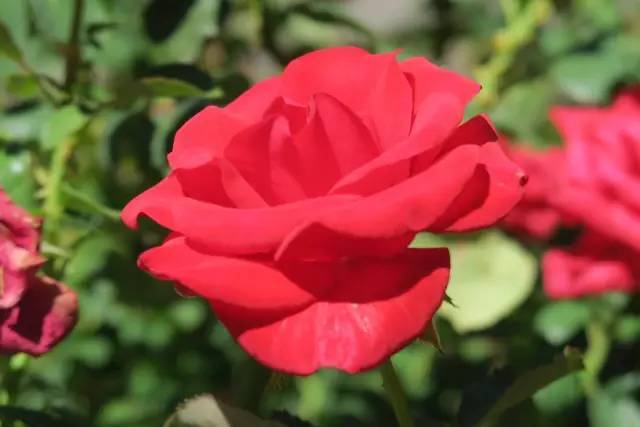8年时间，他收集了20多国的400万朵玫瑰，送妻子一座最美私家花园_20