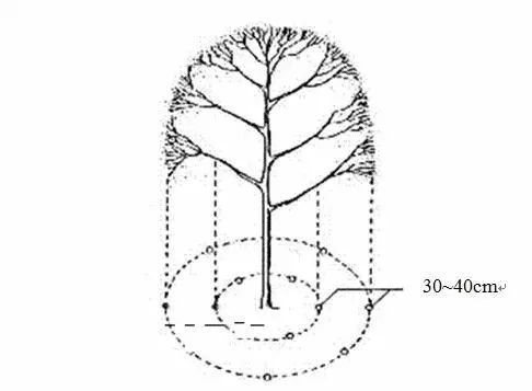 植物棚设计资料下载-乔木、灌木、藤本植物养护技术规范！